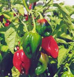 PEPPER, HABENERO CHILE , HEIRLOOM, ORGANIC NON-GMO SEEDS, SPICY GREAT FRESH N COOKED - Country Creek LLC