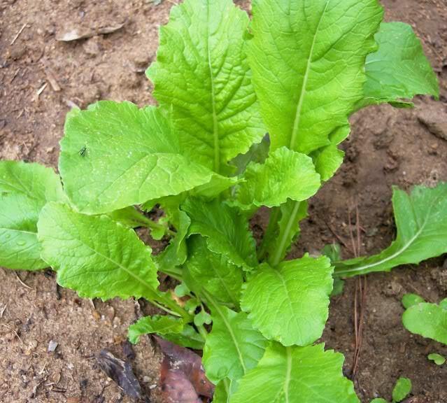 Turnip Seeds - How to grow Turnips ?  Country Creek LLC