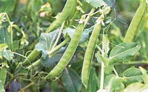 PEAS, LINCOLN, HEIRLOOM, ORGANIC NON-GMO SEEDS, A GREAT TASTING PEA, FRESH OR COOKED - Country Creek LLC