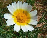 GARLAND DAISY 100+ SEEDS ORGANIC NEWLY HARVESTED, BEAUTIFUL BLOOMING FLOWER - Country Creek LLC