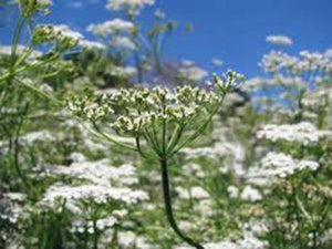 cumin seed plants Cumin – 100 Seeds