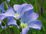 Blue Flax Seed,  Flower Seeds, Organic, Beautiful Striking Blue Flax Flowers - Country Creek LLC