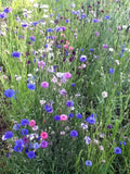Bachelor Button Seeds , Tall Mix Seeds, Organic, seeds, Beautiful Bright Multi colored Blooms. - Country Creek LLC