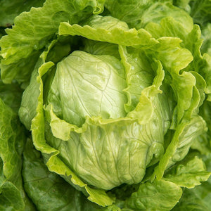 Crisphead Iceberg Lettuce Seeds  - Non-GMO - A Staple in The Kitchen with Firm Heads and Crisp Leaves. - Country Creek LLC - Country Creek LLC