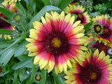 BLANKET FLOWER, ARIZONA SUN SEEDS ORGANIC, BEAUTIFUL BRIGHT LARGE BLOOMS - Country Creek LLC