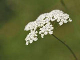 CARRAWAY, HERB SEEDS ORGANIC, CAN USE SEEDS, PLANT AND ROOTS ON THIS HERB - Country Creek LLC
