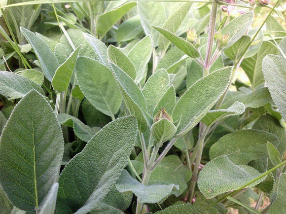 sage plant from seed SAGE SEED, BROAD LEAF, HEIRLOOM, NON GMO, SEEDS, SAGE HERB, SPICE – Country Creek LLC