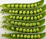 PEA SEEDS , SUGAR DADDY SNAP PEA , HEIRLOOM, ORGANIC NON-GMO  SEEDS, GREAT FOR SALADS / SNACKS - Country Creek LLC