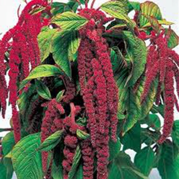 love lies bleeding plant seeds LOVE LIES BLEEDING SEEDS SHOWER OF RED BLOOMS – Country Creek LLC