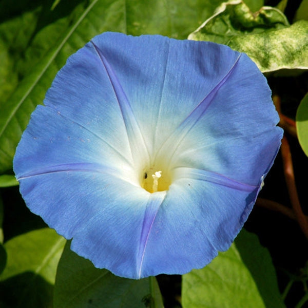 morning glory seeds without pesticides MORNING GLORY, HEAVENLY BLUE, SEEDS BEAUTIFUL BLUE SEASON LONG BLOOMS –  Country Creek LLC