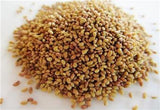 Alfalfa Seeds, Organic, Non-GMO Seed For Sprouting Microgreens - Country Creek LLC