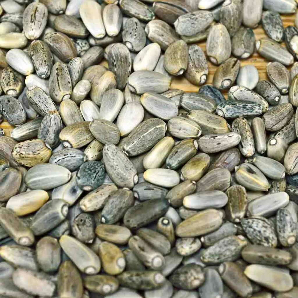 artichoke plant seeds Artichoke, Green Globe, HEIRLOOM, SEEDS, LARGE HEALTHY TASTY VEGGIE 100 seeds