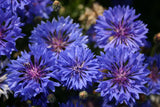 Dwarf Blue Bachelor Button Seeds, Beautiful Flower, Border Flower - Country Creek LLC