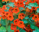 Fiery Festival Nasturtium Flower Seeds, Non-GMO, Country Creek Acres Brand