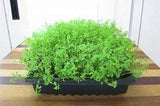 Flax Seed, Sprouting Seeds, Microgreen, Sprouting, Organic Seed, Non GMO - - Country Creek LLC