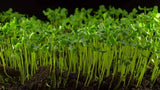Flax Seed, Sprouting Seeds, Microgreen, Sprouting, Organic Seed, Non GMO - - Country Creek LLC