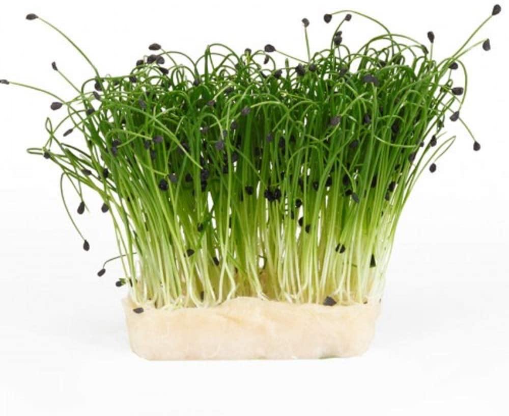 Sprouted Chive Chive Sprouts