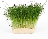 Garlic Chives Sprouting Seeds- Organic, Non-GMO Sprouting Seeds - Microgreens, Garden Planting, or planters Country Creek LLC. Brand. - Country Creek LLC