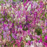 Snapdragons Fairy Bouquet, Linaria Maroccana Seeds, Beautiful Mix of Bright Colorful Blooms - Country Creek LLC