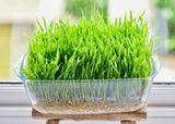 Wheatgrass, Microgreen, Sprouting, Organic Seed, Non GMO - Country Creek L - Country Creek LLC
