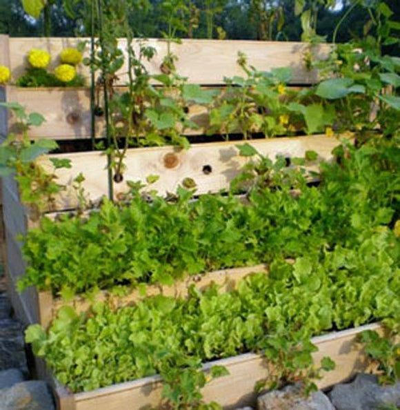 vertical garden seeds Vegetable Seeds, Vegetable Seed Garden Collection Large (30 Types) , H – Country Creek LLC