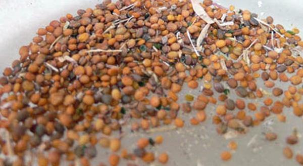 Organic Roquette Arugula Seeds