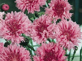 Bachelor Button, Tall Pink Seeds, Organic Seeds, Beautiful Bright Blooms, - Country Creek LLC
