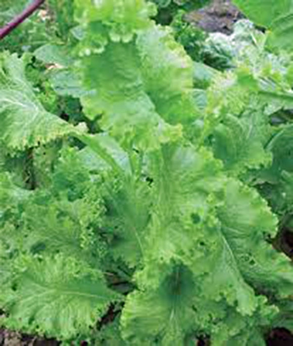 MUSTARD GREENS, SOUTHERN GIANT, HEIRLOOM, ORGANIC NON-GMO  SEEDS, GREAT FOR SALADS - Country Creek LLC