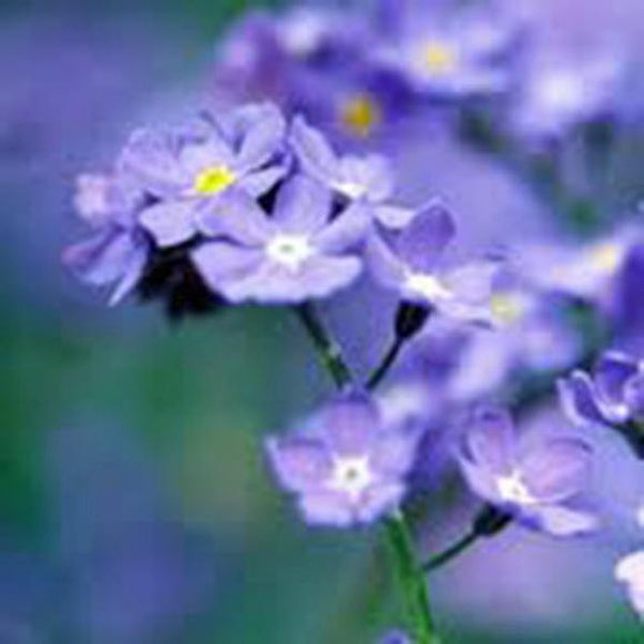 Forget Me Not Seeds Organic Newly Harvested, Beautiful Abundant Blooms . - Country Creek LLC
