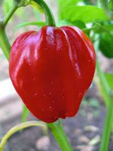 PEPPER, HABENERO CHILE , HEIRLOOM, ORGANIC NON-GMO SEEDS, SPICY GREAT FRESH N COOKED - Country Creek LLC
