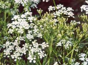 CARRAWAY, HERB SEEDS ORGANIC, CAN USE SEEDS, PLANT AND ROOTS ON THIS HERB - Country Creek LLC