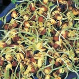 Adzuki Bean Seeds, Organic, Non-GMO Seed For Sprouting Sprouts Microgreens - Country Creek LLC
