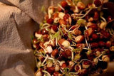 PEYTON'S PROTEIN MIX SEEDS FOR SPROUTING,COUNTRY CREEK LLC BRAND, MICROGREENS, ORGANIC, NON-GMO - Country Creek LLC