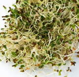 5 PART SALAD MIX SEEDS FOR SPROUTING,COUNTRY CREEK LLC BRAND, MICROGREENS, ORGANIC, NON-GMO - Country Creek LLC