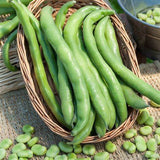 Aguadulce Fava Bean Seeds, Non-GMO, Country Creek Acres Brand