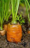 CARROT, DANVERS 126, HEIRLOOM, ORGANIC, NON GMO SEEDS, A DELICIOUS AND HEALTHY VEGETABLE - Country Creek LLC