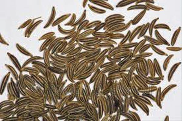 caraway seeds for planting Caraway Herb 100 Seeds