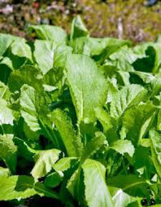 MUSTARD GREENS, OLD FASHIONED, HEIRLOOM, ORGANIC NON -GMO SEEDS, GREAT FOR SALADS - Country Creek LLC