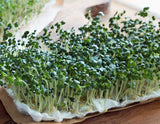 Dalton's Favorite Sprout Mix, Microgreen for Sprouting, COUNTRY CREEK LLC BRAND, Organic Red Clover, Broccoli and Fenugreek Seeds - Country Creek LLC