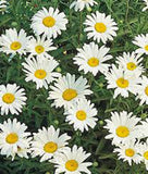 SHASTA DAISY SEEDS ORGANIC, BEAUTIFUL BRIGHT WHITE/YELLOW FLOWER - Country Creek LLC