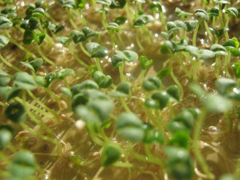 plant chia seeds in soil Chia Seed, Chia Seeds, Microgreen, Sprouting, Non GMO – Country Creek LLC