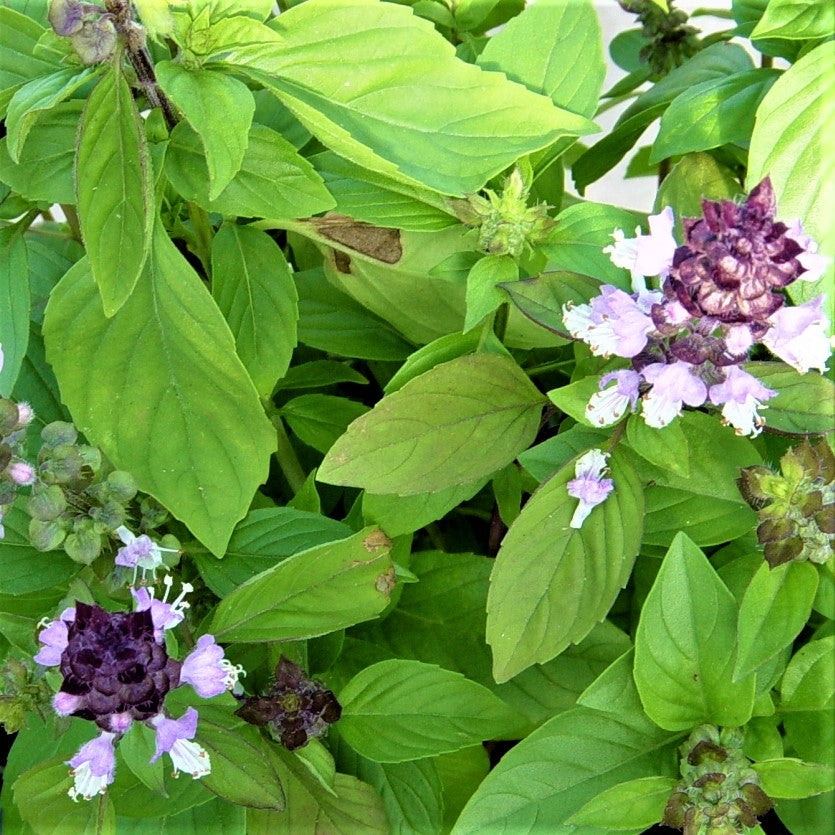 cinnamon basil plants for sale Basil , Cinnamon, NON GMO, seeds , has a spicy, fragrant aroma and flavor 25 seeds