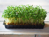 Cress Seed, Microgreen, Sprouting, Organic Seeds, Non GMO - Country Creek - Country Creek LLC