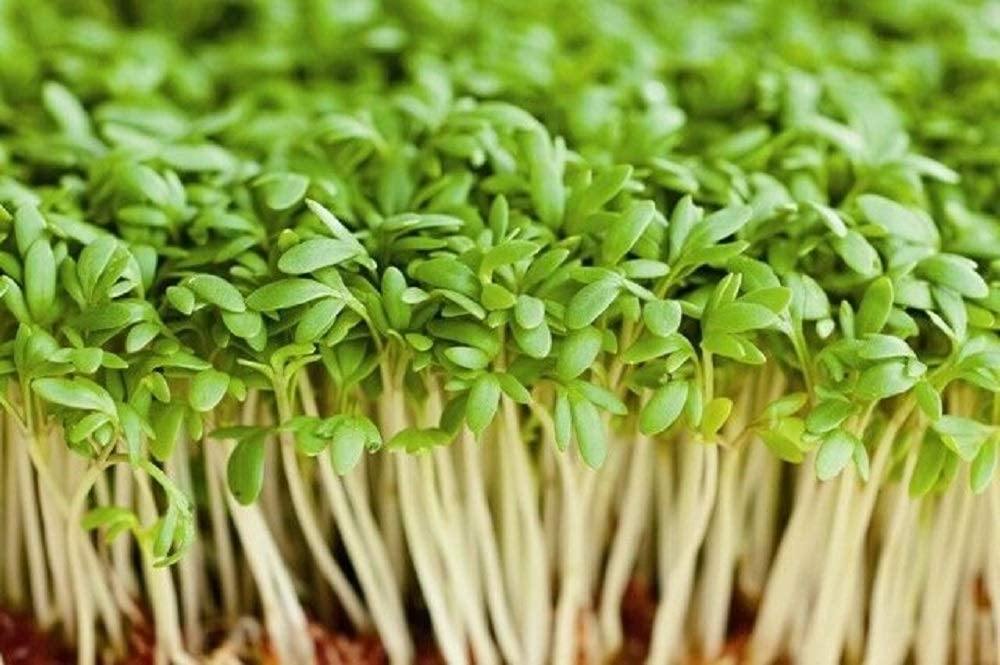 buy garden cress seeds Cress Seed, Microgreen, Sprouting, Non GMO