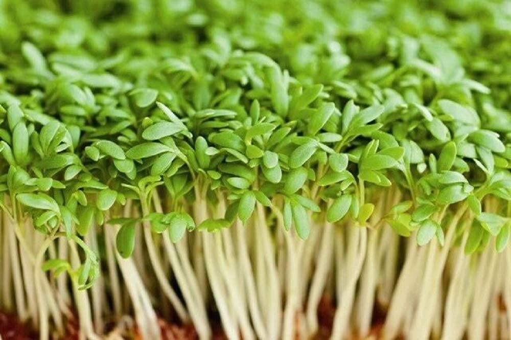 Cress Seed, Microgreen, Sprouting, Non GMO - Country Creek – Country Creek  LLC