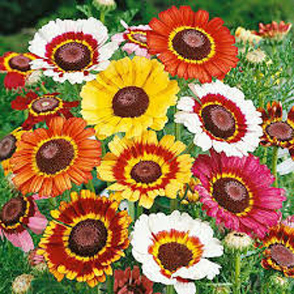 Painted Daisy Seeds, Flower Seeds ,  Beautiful Mulit Colored Blooms. - Country Creek LLC