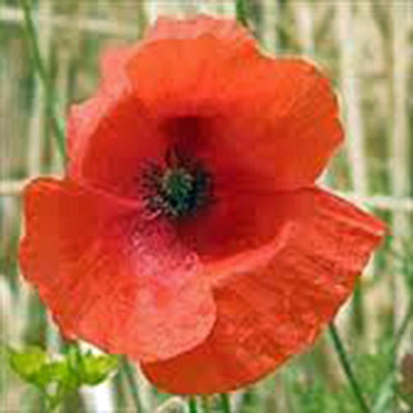 POPPY, SHIRLEY  SEEDS ORGANIC, BRIGHT RED FLOWER, LONG LASTING RED BLOOMS - Country Creek LLC