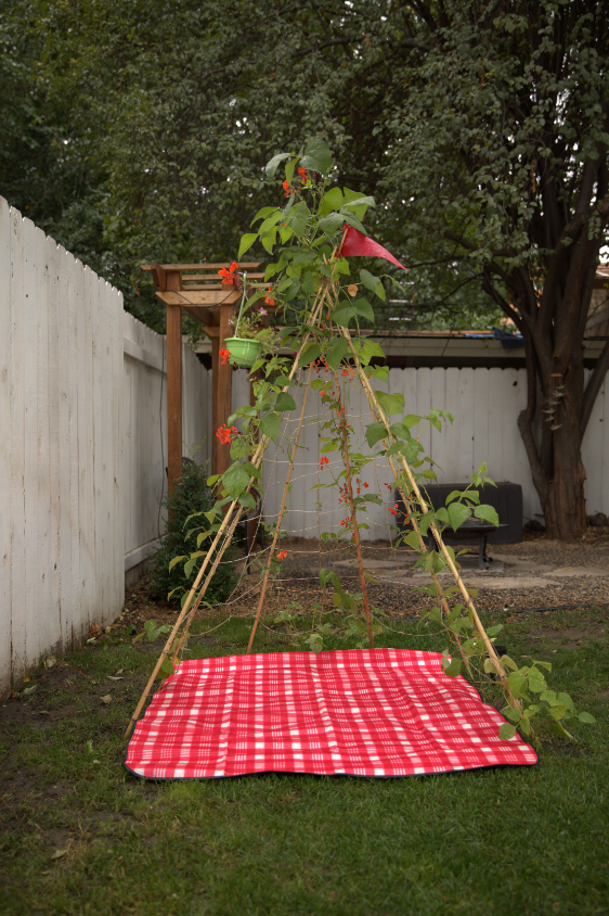 vegetable tent Living Growing Trellis Tent + VEGETABLE Seeds- for Planting, Vining an –  Country Creek LLC