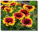 BLANKET FLOWER, ARIZONA SUN SEEDS ORGANIC, BEAUTIFUL BRIGHT LARGE BLOOMS - Country Creek LLC