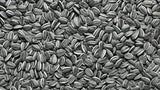 SUNFLOWER SEEDS , MAMMOTH RUSSIAN, SEEDS ORGANIC NEWLY HARVESTED, 7-10 Foot Tall - Country Creek LLC